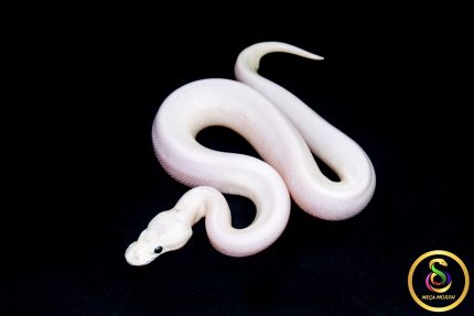 6708 0.1 BAMBOO HIGHWAY POSS BLACK PASTEL BANANA