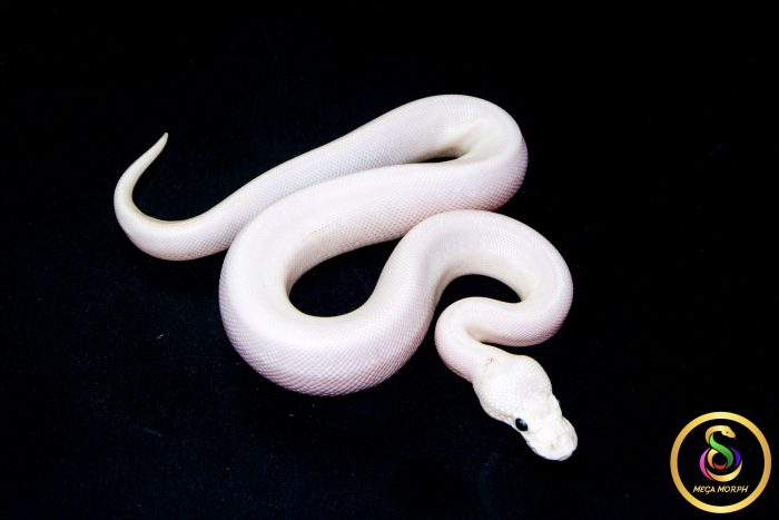 6708 0.1 BAMBOO HIGHWAY POSS BLACK PASTEL BANANA - Image 2