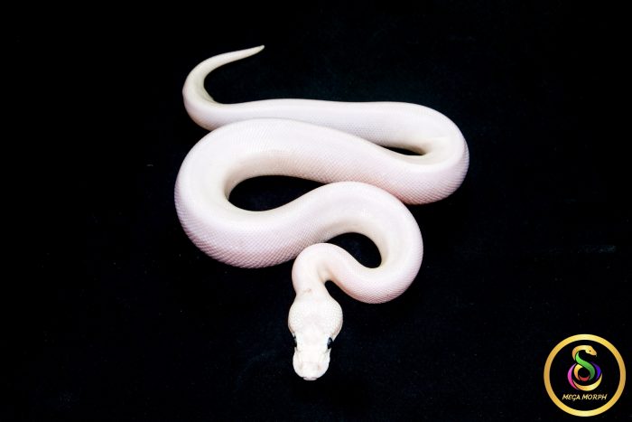 6708 0.1 BAMBOO HIGHWAY POSS BLACK PASTEL BANANA - Image 3