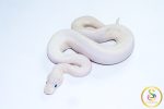 6709 1.0 BAMBOO HIGHWAY POSS BLACK PASTEL BANANA