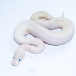 6709 1.0 BAMBOO HIGHWAY POSS BLACK PASTEL BANANA