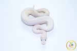6709 1.0 BAMBOO HIGHWAY POSS BLACK PASTEL BANANA - Image 2