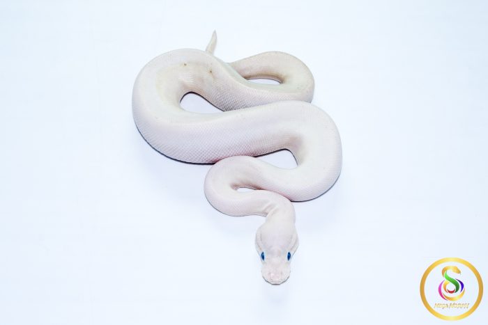 6709 1.0 BAMBOO HIGHWAY POSS BLACK PASTEL BANANA - Image 2