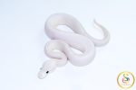 6710 0.1 BAMBOO HIGHWAY POSS BLACK PASTEL BANANA