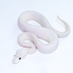 6710 0.1 BAMBOO HIGHWAY POSS BLACK PASTEL BANANA