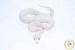 6710 0.1 BAMBOO HIGHWAY POSS BLACK PASTEL BANANA - Image 2