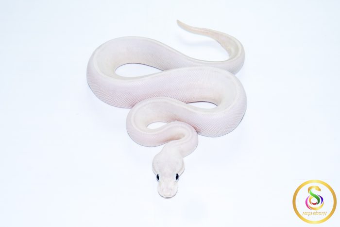 6710 0.1 BAMBOO HIGHWAY POSS BLACK PASTEL BANANA - Image 2