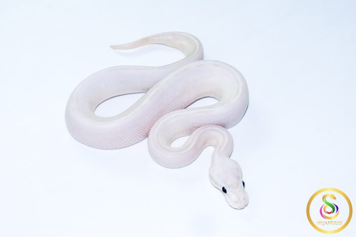 6710 0.1 BAMBOO HIGHWAY POSS BLACK PASTEL BANANA - Image 3