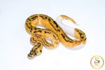 6712 0.1 LEOPARD PASTEL CLOWN PIEBALD