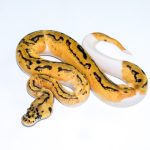 6712 0.1 LEOPARD PASTEL CLOWN PIEBALD