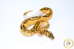 6712 0.1 LEOPARD PASTEL CLOWN PIEBALD - Image 2