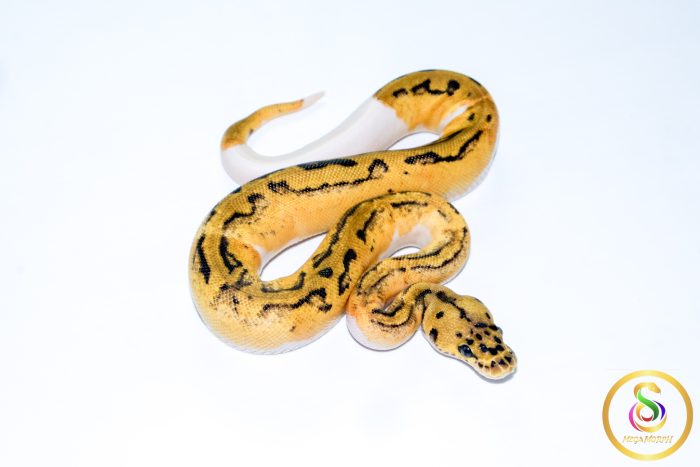 6712-2 6712 0.1 LEOPARD PASTEL CLOWN PIEBALD - Image 2