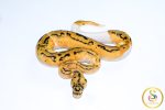 6712 0.1 LEOPARD PASTEL CLOWN PIEBALD - Image 3