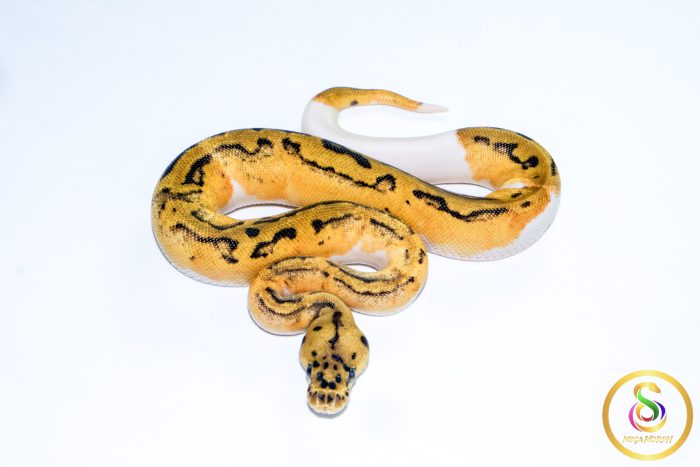 6712-3 6712 0.1 LEOPARD PASTEL CLOWN PIEBALD - Image 3