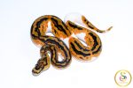 6713 0.1 YELLOW BELLY CLOWN PIEBALD