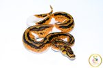 6713 0.1 YELLOW BELLY CLOWN PIEBALD - Image 2
