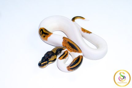 6714 0.1 YELLOW BELLY PIEBALD HET CLOWN