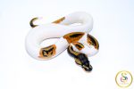 6714 0.1 YELLOW BELLY PIEBALD HET CLOWN - Image 2