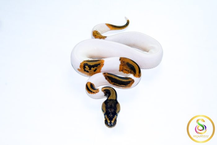 6714 0.1 YELLOW BELLY PIEBALD HET CLOWN - Image 3