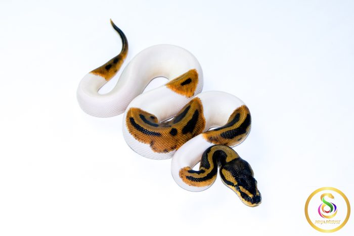 6715 0.1 PIEBALD HET CLOWN - Image 2