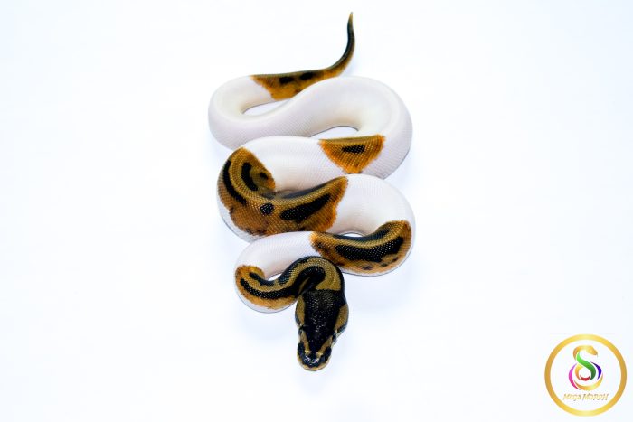 6715 0.1 PIEBALD HET CLOWN - Image 3