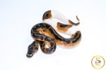 6716 1.0 CLOWN PIEBALD