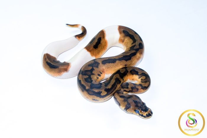 6716 1.0 CLOWN PIEBALD - Image 2