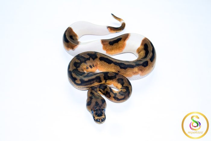 6716 1.0 CLOWN PIEBALD - Image 3