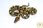 6717 0.1 VANILLA/FIRE YELLOW BELLY