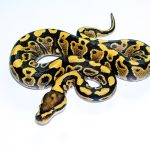 6717 0.1 VANILLA/FIRE YELLOW BELLY