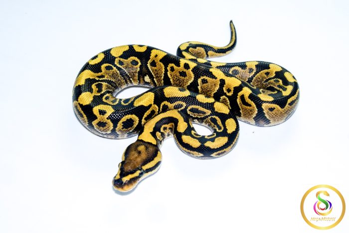 6717-1 6717 0.1 VANILLA/FIRE YELLOW BELLY - Image 1
