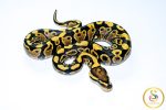6717 0.1 VANILLA/FIRE YELLOW BELLY - Image 2
