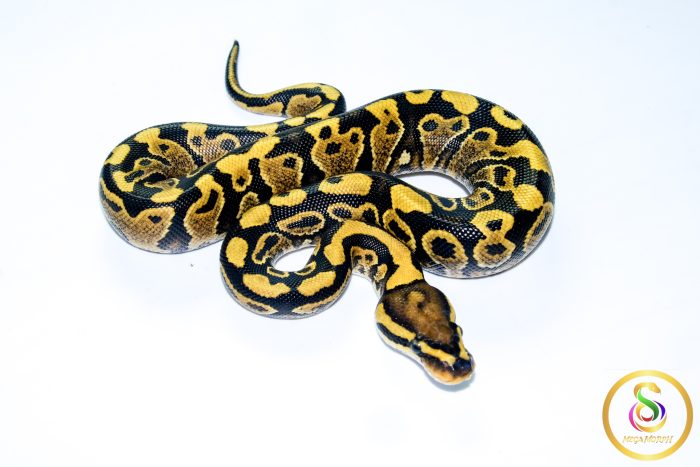 6717-2 6717 0.1 VANILLA/FIRE YELLOW BELLY - Image 2
