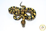 6717 0.1 VANILLA/FIRE YELLOW BELLY - Image 3
