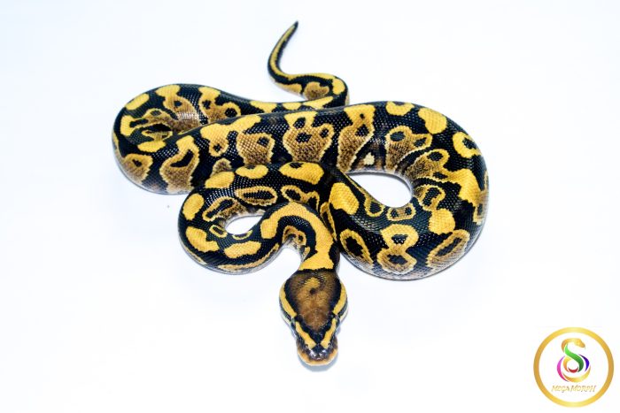 6717-3 6717 0.1 VANILLA/FIRE YELLOW BELLY - Image 3