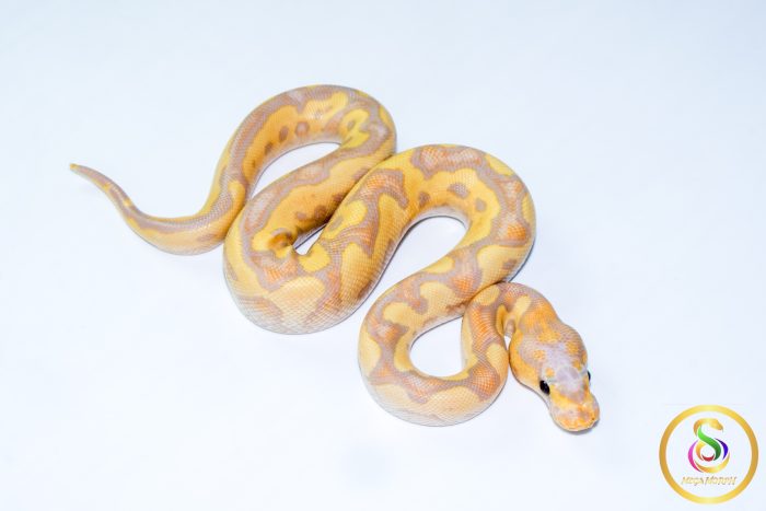 6718 1.0 BANANA VANILLA/FIRE CLOWN - Image 2