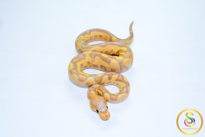 6718 1.0 BANANA VANILLA/FIRE CLOWN - Image 3