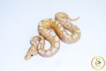 6719 1.0 BANANA SPOTNOSE YELLOW BELLY VANILLA/FIRE HET CLOWN
