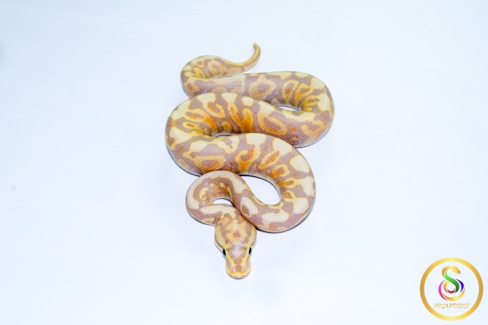 6719 1.0 BANANA SPOTNOSE YELLOW BELLY VANILLA/FIRE HET CLOWN - Image 3