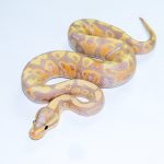 6720 1.0 BANANA VANILLA/FIRE HET CLOWN