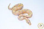 6720 1.0 BANANA VANILLA/FIRE HET CLOWN - Image 2