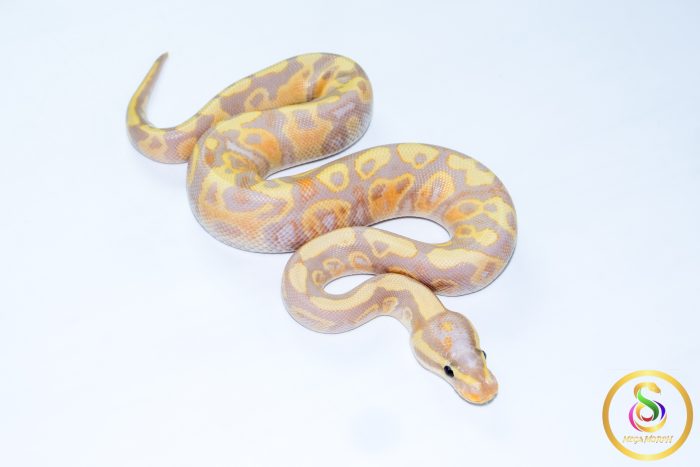 6720 1.0 BANANA VANILLA/FIRE HET CLOWN - Image 2