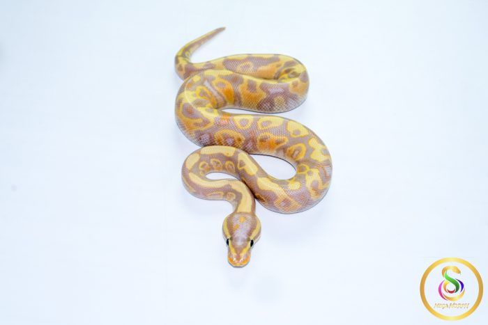 6720 1.0 BANANA VANILLA/FIRE HET CLOWN - Image 3
