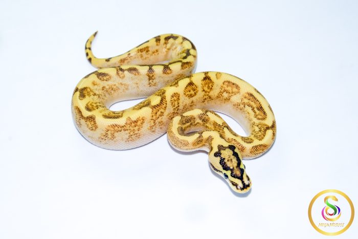 6721 0.1 SUPER ASPHALT ENCHI SPIDER - Image 2