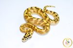 6722 0.1 GHI ENCHI SPIDER FREEWAY