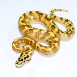 6722 0.1 GHI ENCHI SPIDER FREEWAY