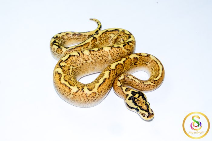 6723 1.0 SUPER ASPHALT SPIDER GHI - Image 3