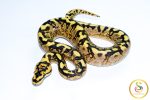 6725 1.0 SUPER ASPHALT GHI SPIDER ENCHI