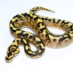 6725 1.0 SUPER ASPHALT GHI SPIDER ENCHI