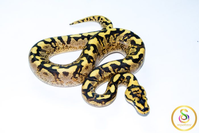 6725 1.0 SUPER ASPHALT GHI SPIDER ENCHI - Image 2